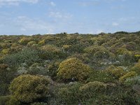 P, Faro, Aljezur, Carrapateira 196, Saxifraga-Willem van Kruijsbergen