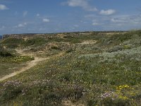 P, Faro, Aljezur, Carrapateira 275, Saxifraga-Willem van Kruijsbergen