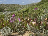 P, Faro, Aljezur, Carrapateira 279, Saxifraga-Willem van Kruijsbergen