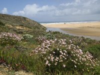 P, Faro, Aljezur, Carrapateira, Praia da Bordeira 5, Saxifraga-Willem van Kruijsbergen