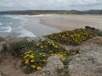 P, Faro, Aljezur, Carrapateira, Praia da Bordeira 57, Saxifraga-Willem van Kruijsbergen