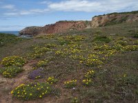 P, Faro, Aljezur, Carrapateira, Praia do Amado 75, Saxifraga-Willem van Kruijsbergen