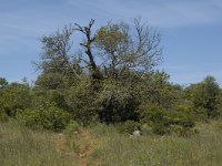 P, Faro, Loule, Rocha de Pena 1, Saxifraga-Jan van der Straaten