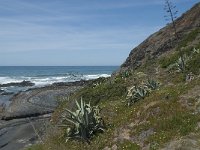 P, Faro, Rogil, Praia da Carriagem 10, Saxifraga-Willem van Kruijsbergen