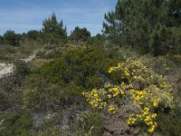 P, Faro, Rogil, Praia da Carriagem 2, Saxifraga-Willem van Kruijsbergen