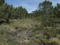 P, Faro, Rogil, Praia da Carriagem 3, Saxifraga-Willem van Kruijsbergen