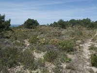 P, Faro, Rogil, Praia da Carriagem 4, Saxifraga-Willem van Kruijsbergen