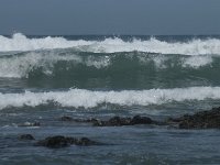 P, Faro, Rogil, Praia do Vale dos Homens 17, Saxifraga-Willem van Kruijsbergen