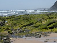 P, Faro, Rogil, Praia do Vale dos Homens 18, Saxifraga-Willem van Kruijsbergen