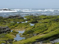 P, Faro, Rogil, Praia do Vale dos Homens 21, Saxifraga-Willem van Kruijsbergen