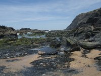 P, Faro, Rogil, Praia do Vale dos Homens 32, Saxifraga-Willem van Kruijsbergen