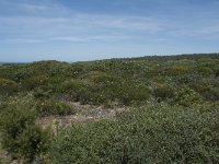 P, Faro, Rogil, Praia do Vale dos Homens 44, Saxifraga-Willem van Kruijsbergen