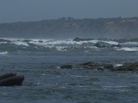 P, Faro, Rogil, Praia do Vale dos Homens 9, Saxifraga-Willem van Kruijsbergen