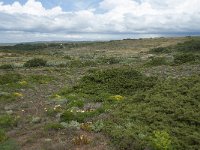 P, Faro, Vila do Bispo 11, Saxifraga-Willem van Kruijsbergen