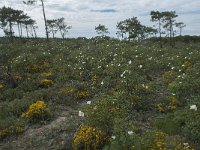 P, Faro, Vila do Bispo 21, Saxifraga-Willem van Kruijsbergen