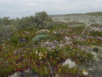 P, Faro, Vila do Bispo, Cabo Sao Vicente 100, Saxifraga-Willem van Kruijsbergen