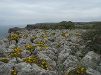 P, Faro, Vila do Bispo, Cabo Sao Vicente 101, Saxifraga-Willem van Kruijsbergen