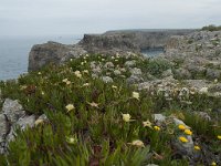 P, Faro, Vila do Bispo, Cabo Sao Vicente 102, Saxifraga-Willem van Kruijsbergen