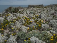 P, Faro, Vila do Bispo, Cabo Sao Vicente 106, Saxifraga-Willem van Kruijsbergen