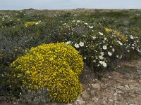 P, Faro, Vila do Bispo, Cabo Sao Vicente 122, Saxifraga-Willem van Kruijsbergen