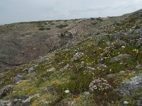 P, Faro, Vila do Bispo, Cabo Sao Vicente 126, Saxifraga-Willem van Kruijsbergen