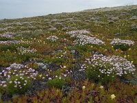 P, Faro, Vila do Bispo, Cabo Sao Vicente 130, Saxifraga-Willem van Kruijsbergen