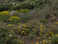 P, Faro, Vila do Bispo, Cabo Sao Vicente 132, Saxifraga-Willem van Kruijsbergen