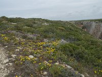 P, Faro, Vila do Bispo, Cabo Sao Vicente 134, Saxifraga-Willem van Kruijsbergen