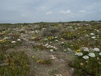 P, Faro, Vila do Bispo, Cabo Sao Vicente 141, Saxifraga-Willem van Kruijsbergen