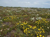 P, Faro, Vila do Bispo, Cabo Sao Vicente 142, Saxifraga-Willem van Kruijsbergen