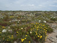 P, Faro, Vila do Bispo, Cabo Sao Vicente 143, Saxifraga-Willem van Kruijsbergen