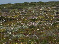 P, Faro, Vila do Bispo, Cabo Sao Vicente 145, Saxifraga-Willem van Kruijsbergen