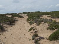 P, Faro, Vila do Bispo, Cabo Sao Vicente 146, Saxifraga-Willem van Kruijsbergen