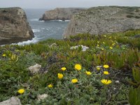 P, Faro, Vila do Bispo, Cabo Sao Vicente 16, Saxifraga-Willem van Kruijsbergen