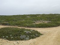 P, Faro, Vila do Bispo, Cabo Sao Vicente 19, Saxifraga-Willem van Kruijsbergen