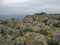 P, Faro, Vila do Bispo, Cabo Sao Vicente 3, Saxifraga-Willem van Kruijsbergen