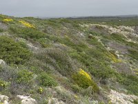 P, Faro, Vila do Bispo, Cabo Sao Vicente 31, Saxifraga-Willem van Kruijsbergen