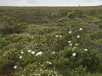 P, Faro, Vila do Bispo, Cabo Sao Vicente 37, Saxifraga-Willem van Kruijsbergen