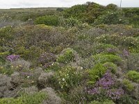 P, Faro, Vila do Bispo, Cabo Sao Vicente 40, Saxifraga-Willem van Kruijsbergen