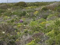 P, Faro, Vila do Bispo, Cabo Sao Vicente 57, Saxifraga-Willem van Kruijsbergen