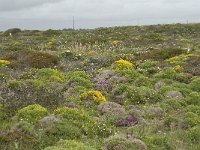 P, Faro, Vila do Bispo, Cabo Sao Vicente 58, Saxifraga-Willem van Kruijsbergen