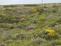 P, Faro, Vila do Bispo, Cabo Sao Vicente 59, Saxifraga-Willem van Kruijsbergen