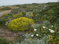 P, Faro, Vila do Bispo, Cabo Sao Vicente 73, Saxifraga-Willem van Kruijsbergen