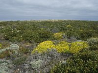 P, Faro, Vila do Bispo, Cabo Sao Vicente 74, Saxifraga-Willem van Kruijsbergen