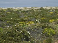 P, Faro, Vila do Bispo, Cabo Sao Vicente 75, Saxifraga-Willem van Kruijsbergen