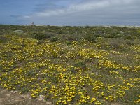 P, Faro, Vila do Bispo, Cabo Sao Vicente 76, Saxifraga-Willem van Kruijsbergen