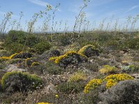 P, Faro, Vila do Bispo, Cabo Sao Vicente 83, Saxifraga-Willem van Kruijsbergen