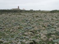 P, Faro, Vila do Bispo, Cabo Sao Vicente 9, Saxifraga-Willem van Kruijsbergen