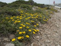 P, Faro, Vila do Bispo, Cabo Sao Vicente 90, Saxifraga-Willem van Kruijsbergen