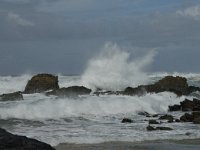 P, Faro, Vila do Bispo, Castelejo 10, Saxifraga-Jan van der Straaten